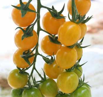 tomates solfeggio
